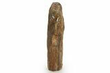 Triassic-Age Petrified Wood Log - Madagascar #378891-2